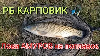 Рыбалка(КМВ), РБ КАРПОВИК, Ставропольский край, открыт сезон по АМУРУ😉🔥лови на поплавок 🎣