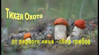 Тихая Охота  от первого лица.  Сбор грибов