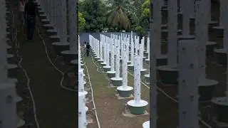 Vertical farming in 🇯🇲 
