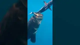 Giant Grouper Eats Bonito Underwater