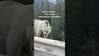 Rare White Grizzly Bear Sighting