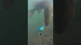 #pike