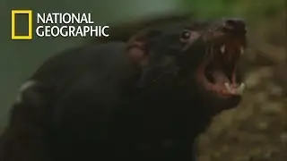 Biting Each Other is Tasmanian Devils' Mating?｜National Geographic