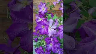 Клематис Солина / Clematis Solina