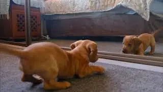 Funny video dog