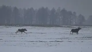 ЗАГОННАЯ ОХОТА НА ЛОСЯ, КАБАНА, КОСУЛЮ. Хватило одного загона