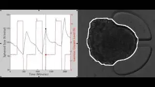 Swelling Image | Microfluidic systems for treatment screening under controlled hypoxia