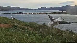 Royal Albatross ~ MANAAKI FLEDGES! Floats Down The Hill & Out Of View 💗 Congratulations! 9.16.23