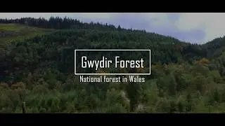 Magical Gwydyr Forest |National forest in Wales