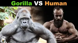 How Strong is a Gorilla Compared to a Human?