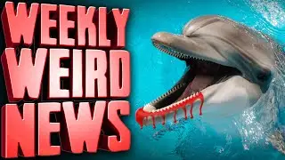 Lonely, Sexually Frustrated Dolphin Terrorizing Japanese Beaches - Weekly Weird News