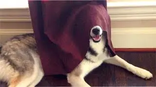 Cute Dogs Playing Hide and Seek With Owners Compilation 2017