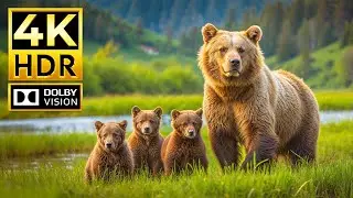 ANIMAL TRIBES 4K HDR Dolby Vision 120FPS |  with Cinematic Sound (Colorful Animal Life)