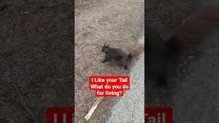 I Like your Tail. What do you do for living?