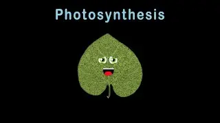 Photosynthesis/Photosynthesis