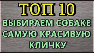 Клички для собак Имена для собак щенков  Как назвать собаку Как назвать щенка ВИДЕО ПРО СОБАК