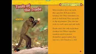 Cool Facts About Monkeys | Things You Wanna Know