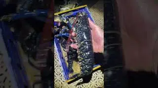 LOBSTERS BABY ! #seafood #catchandcook #lobster #fishing