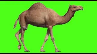 Green screen background Camel walk || green screen video || Camel green screen || green screen Camel