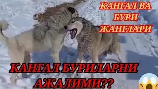 Кангал ва Бури жанглари Кангал Буриларнинг ажалими 