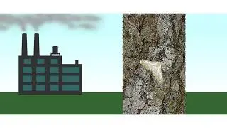 Change in moth population Animation