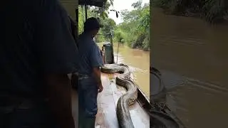 Anaconda in the Amazon River