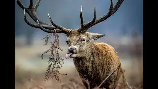 Интересные факты про оленей(Interesting facts about deer).