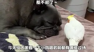 狗和鸡 Dog and the Cockatiel