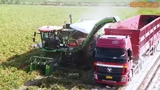 Most Abundant Harvest! China's Modern Farming At Another Level