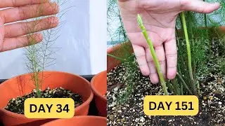 Asparagus ! Growing Asparagus from seeds until pencil thickness!