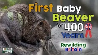 First Baby Beaver in 400 years born at Exmoor! REWILDING BRITAIN