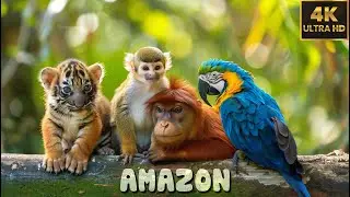 AMAZON ANIMALS | 8 Hours | 4K(60FPS) Wildlife Films with Soothing Jazz Music ♫