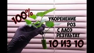 УКОРЕНЕНИЕ РОЗ С ПОМОЩЬЮ АЛОЭ