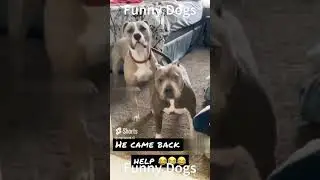 Funny dogs