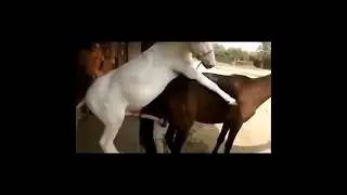 horse mating😋❤️❤️ 