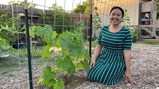 Gardening in Texas Heat