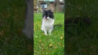 Кот Кузя после плотного завтрака обязательно всегда облизывается 