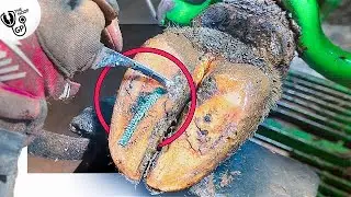 HUGE BOLT in cows hoof … WORN FLAT!? 😳