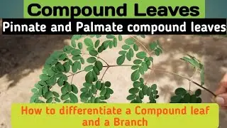 Compound leaves & its types.Pinnate vs  palmate compound leaves. #pinnate,#palmate.#compoundleaves.