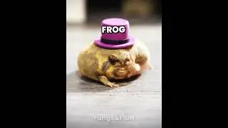 Animals That Look Cute But Can Kill You Part 1
