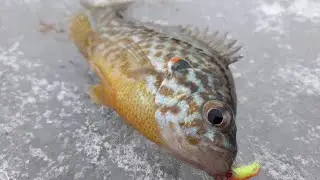 Открыл сезон зимняя рыбалка со льда .мормишка