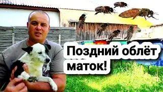 Смогут ли матки облетется с трутнями в конце августа?