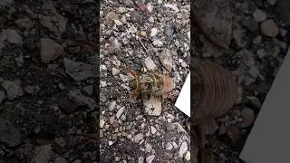 Cicada Crawling #shorts #cicada #bugs #fall