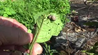 POTATO BEETLE  **SECRET** EFFECTIVE CONTROL (OAG)