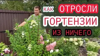 ТАКОГО РЕЗУЛЬТАТА НЕ ОЖИДАЛ! Гортензиями после заморозков и что стало с розами в горшках.