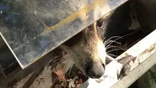 Humane Raccoon Removal -The Use of One Way Doors