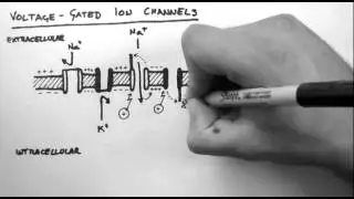 Action Potentials 2 - Voltage-Gated Ion Channels