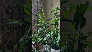 Красота