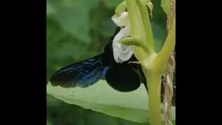 Бджола-тесляр або Ксилокопа прилетіла на фасолю / Carpenter or xylocopes bee flew on beans