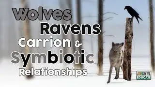 Wolves, Ravens, Carrion & Symbiotic Relationships 🐺